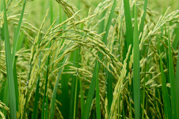 Крупным планом рисового поля
. - Фото, изображение