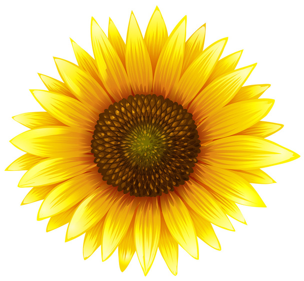 Close up sunflower with fine details - Vector, Image