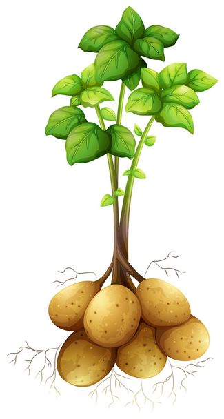 Πατάτες με το στέλεχος και φύλλα - Διάνυσμα, εικόνα