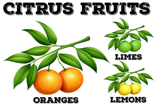 Citrus fruits on branches - Vettoriali, immagini