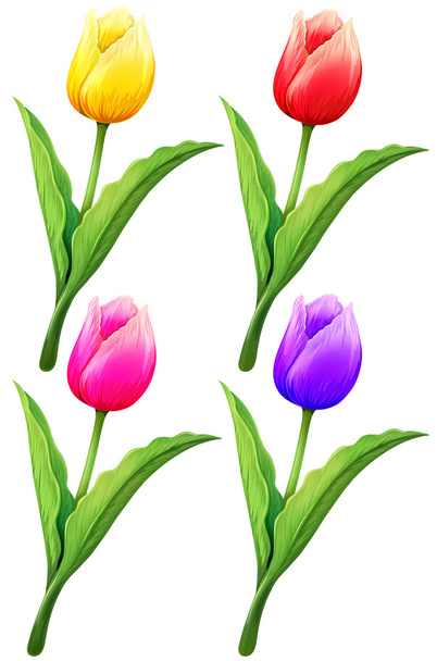 Tulpe in vier Farben - Vektor, Bild