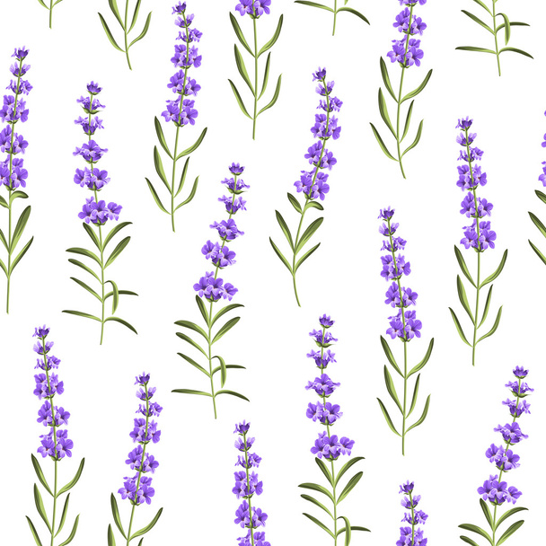 Seamless pattern of lavender flowers. - Vector, Image