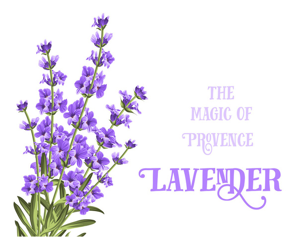 The lavender elegant card. - Vector, Image