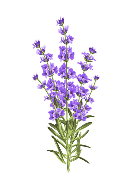 Bund Lavendelblüten auf weißem Hintergrund - Vektor, Bild