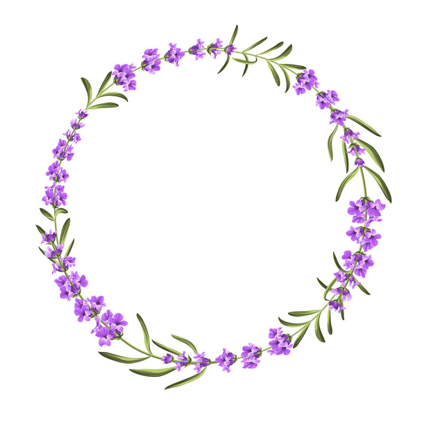 Bunch of lavender flowers on a white background - Vector, Image
