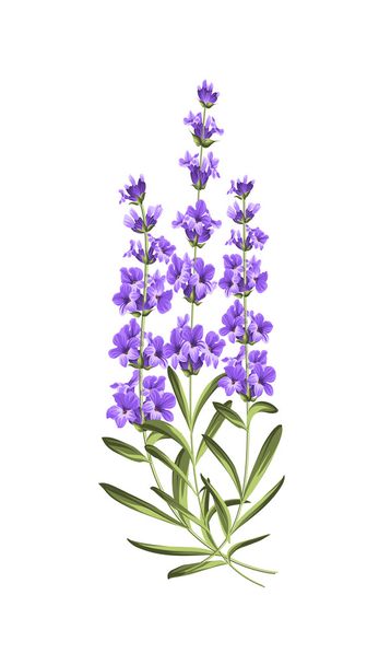 Bunch of lavender flowers on a white background - Vector, Imagen