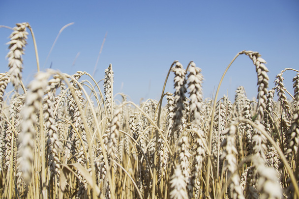 Спелые пшеничные поля
 - Фото, изображение