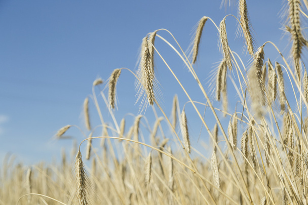 zralé pšeničné pole - Fotografie, Obrázek