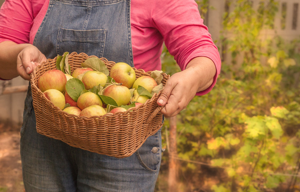Kobiet w ręce trzyma kosz jabłek - Zdjęcie, obraz