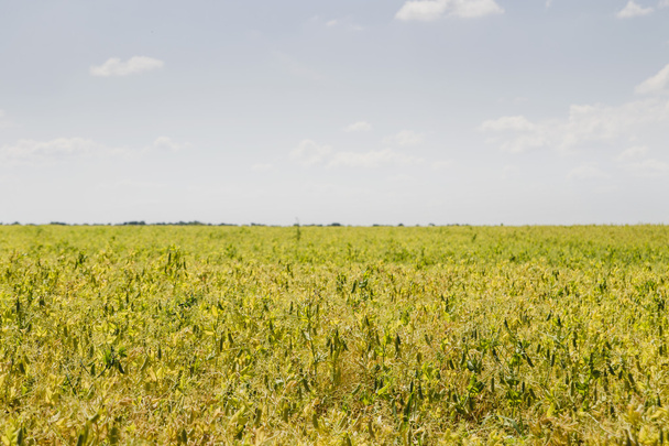 зеленое поле сои
 - Фото, изображение