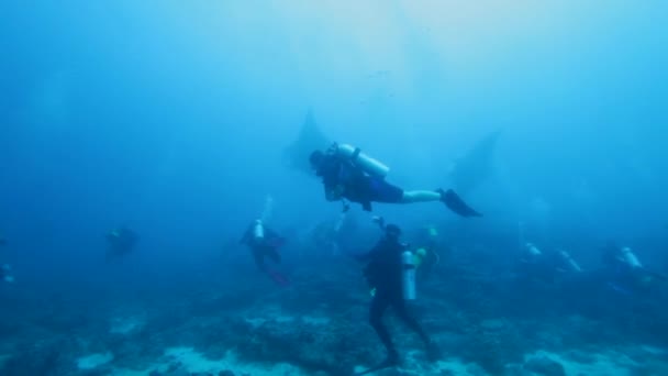 Skupina potápěčů splňuje Mantas, Maledivy - Záběry, video