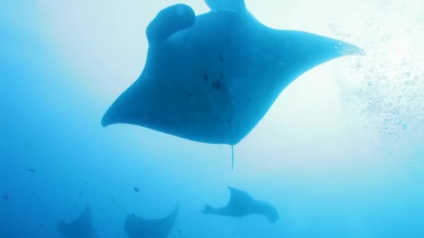 Ontspannen zwemmen van grote Manta Rays, Maldiven - Video