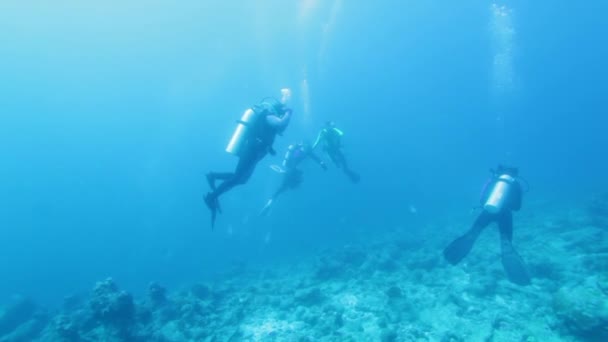 Group of Scuba Divers Swimming - Footage, Video