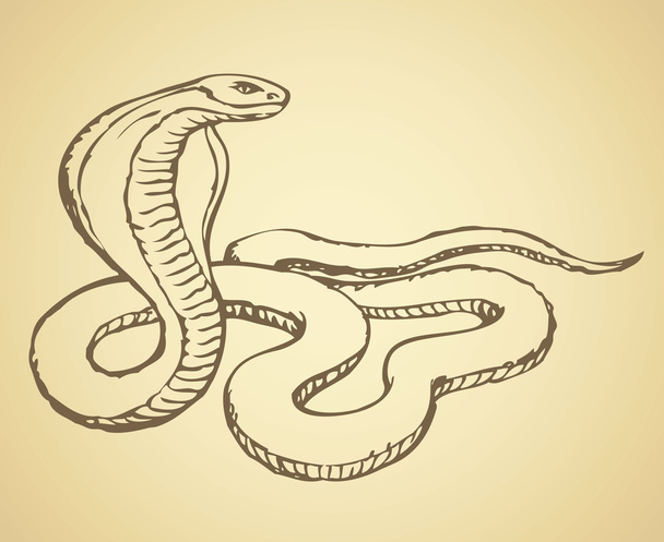 Змія. Векторний малюнок
 - Вектор, зображення