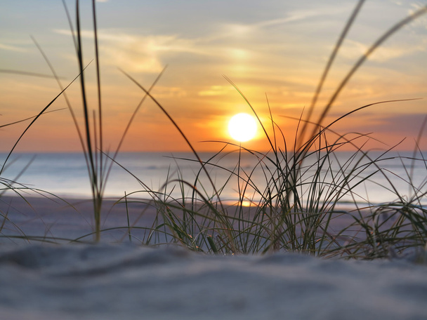 sunset and beach grass - Фото, изображение