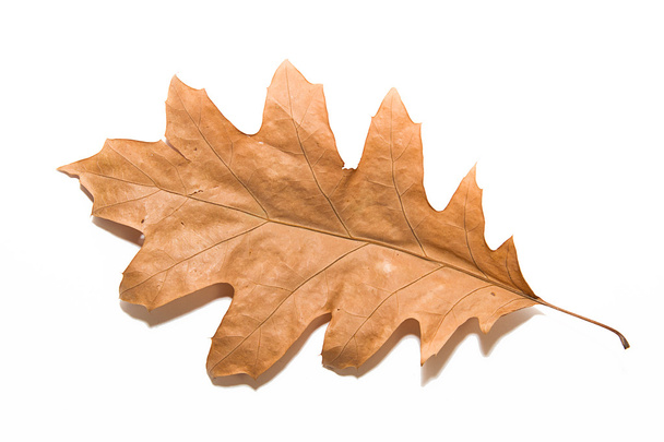 Сухий осінній дубовий лист на білому
 - Фото, зображення