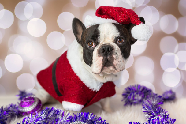 bulldog francés en traje de santa
 - Foto, imagen