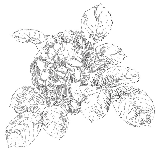 Hand drawn rose flowers - Вектор,изображение