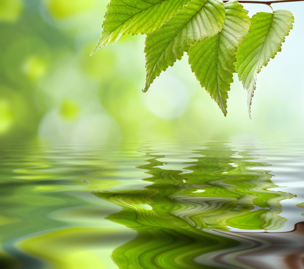 Natural green background - Фото, изображение