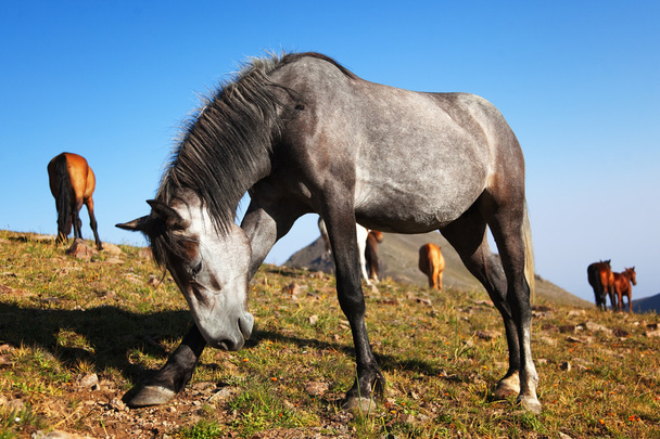 Веселая серая лошадь
 - Фото, изображение