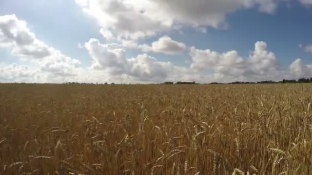 タイムラプス、4 k の熟した小麦のフィールドで - 映像、動画