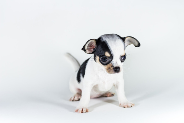 Cute Puppy Chihuahua - Zdjęcie, obraz