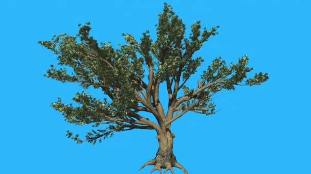 Cedr Libanu pnia i korzeni drzewa jest kołysząc wietrzny dzień zielone drzewa pozostawia są fruwające korony w Studio animacji generowane komputer lato - Materiał filmowy, wideo