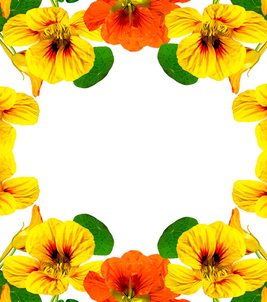 nasturtium květiny izolované na bílém pozadí - Fotografie, Obrázek