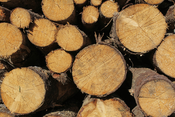 Ιστορικό κορμών ξύλου - Φωτογραφία, εικόνα
