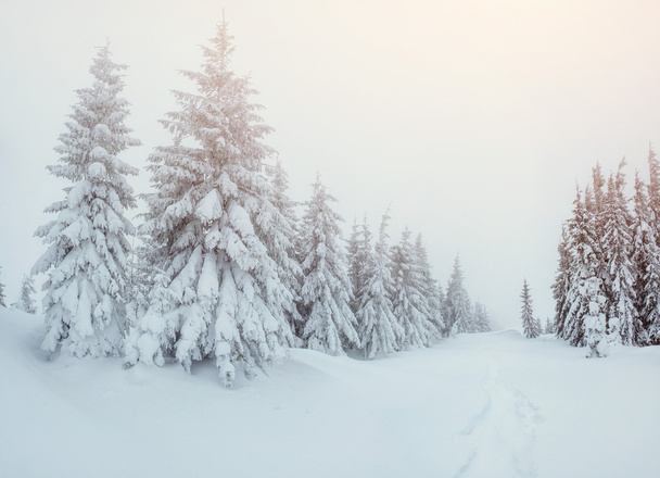 winter landscape trees in frost and fog - Valokuva, kuva