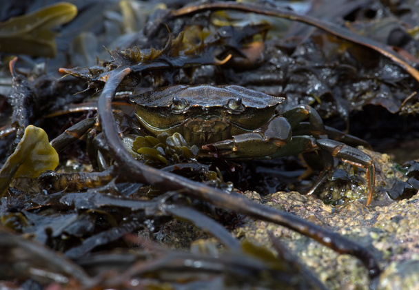 Green Shore Crab (carcinus maenus) - Photo, Image