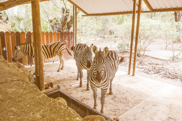 Zebra animale dall'aspetto retrò
 - Foto, immagini