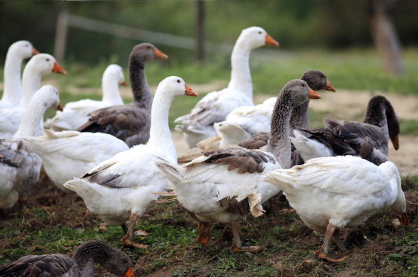 Pâturage des oies dans la basse-cour des fermes avicoles rurales
 - Photo, image