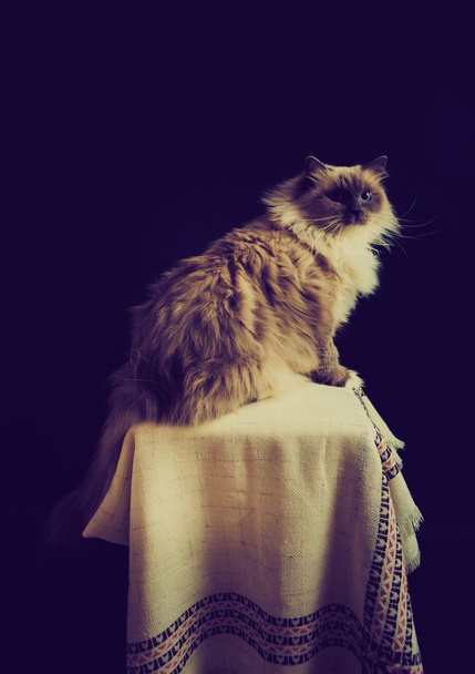 Archiwalne zdjęcie pięknych kotów Neva Masquerade - Zdjęcie, obraz