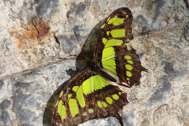Malachiet, siproeta stelenes, vlinder - Foto, afbeelding