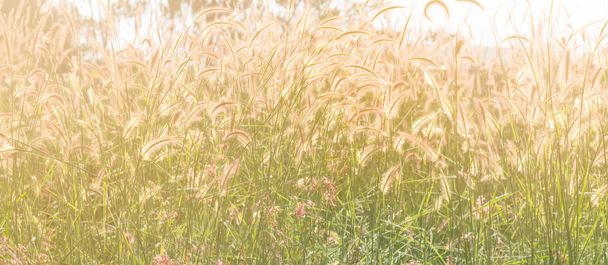 selectieve aandacht van gress bloemen in het veld met zon licht ef - Foto, afbeelding