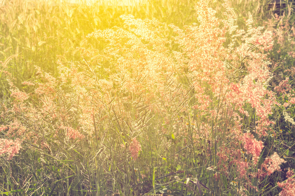 επιλεκτική εστίαση του gress λουλούδια στο πεδίο με ήλιο φωτός ef - Φωτογραφία, εικόνα