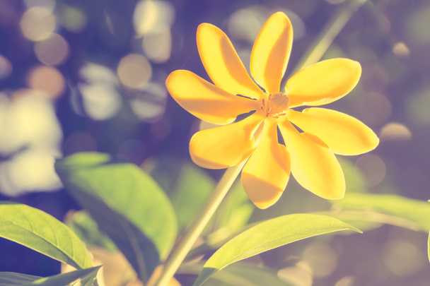 επιλεκτική εστίαση κίτρινο λουλούδια σε το πεδίο, vintage τόνωση - Φωτογραφία, εικόνα