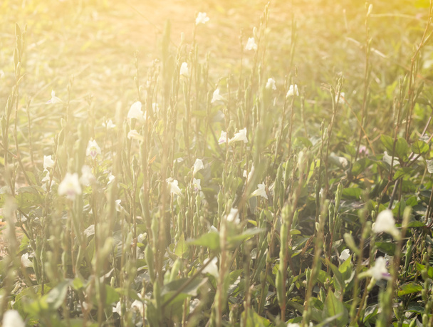 Selektivní fokus květin v poli s slunce světelný efekt,  - Fotografie, Obrázek
