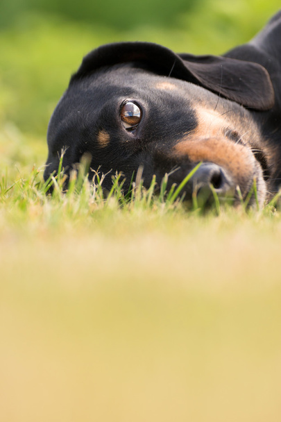 Jovem dachshund no jardim verde
 - Foto, Imagem