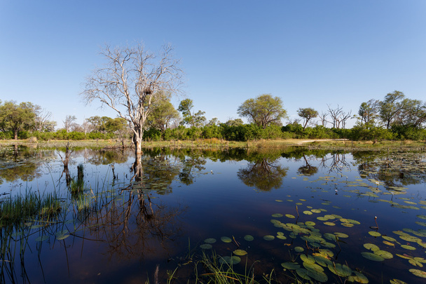 paysage dans les marais de l'Okavango
 - Photo, image