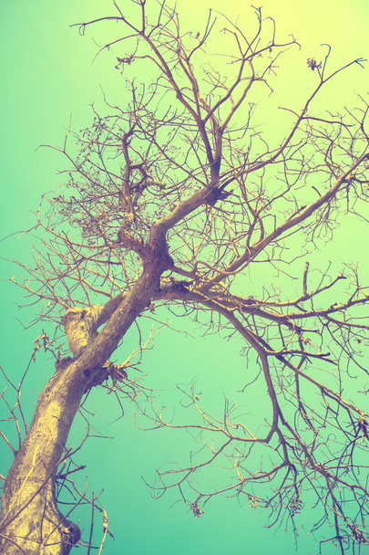 árvore seca e o céu, tonificação vintage
 - Foto, Imagem