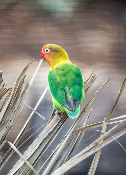 Fischer 's Lovebird, agapornis fischeri
 - Фото, изображение