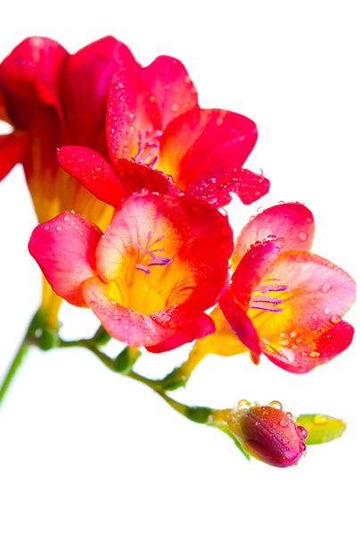 Flores rojas y amarillas de la freesia
 - Foto, imagen