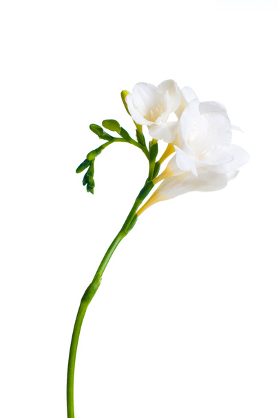 Valkoisen freesian oksa
 - Valokuva, kuva