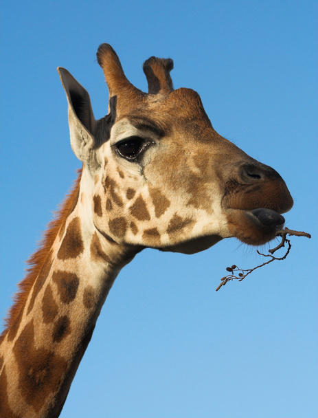 Žirafa - Fotografie, Obrázek