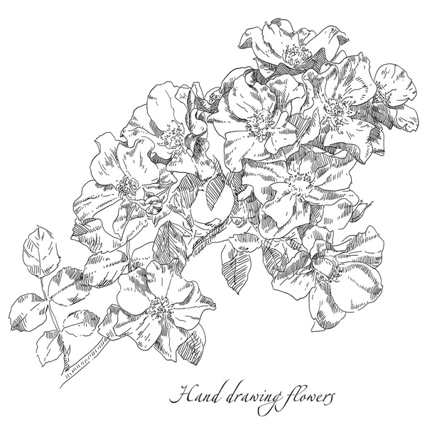 Hand drawn rose flowers - Vektör, Görsel
