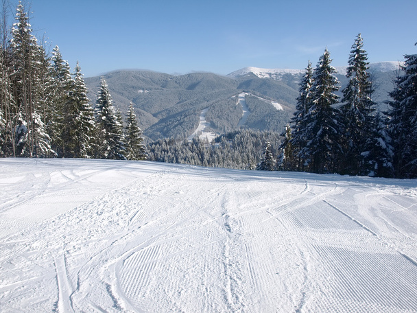 Ski piste among the spruce forest in sunny day - Photo, Image