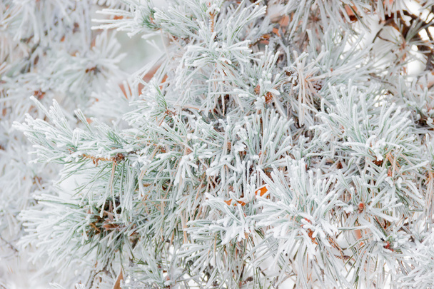 霧氷のクローズ アップで覆われた松の枝 - 写真・画像