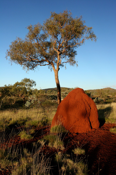 Roter Termitenhügel und Baum im Outback am späten Nachmittag - Foto, Bild